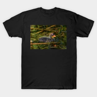 American Coot Swimming Along T-Shirt